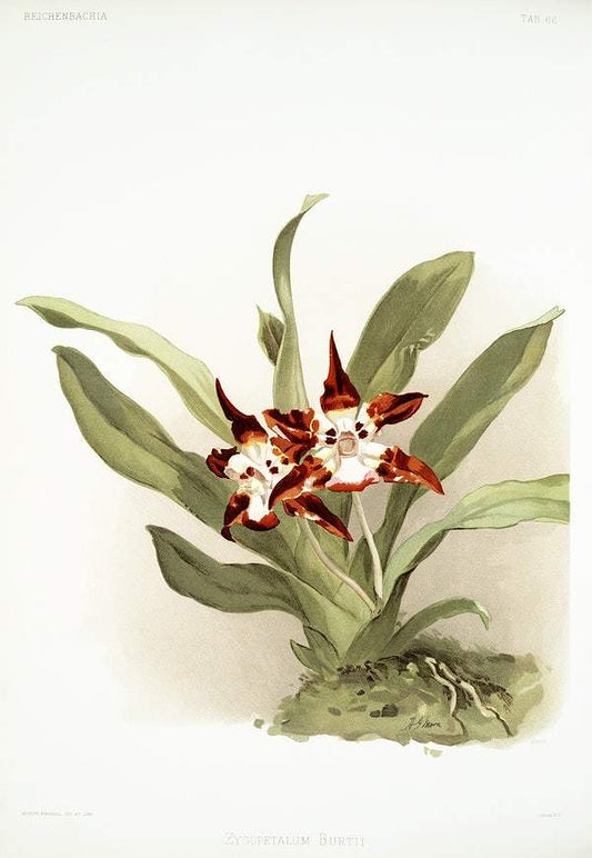 Zygopetalum burtii by Frederick Sander