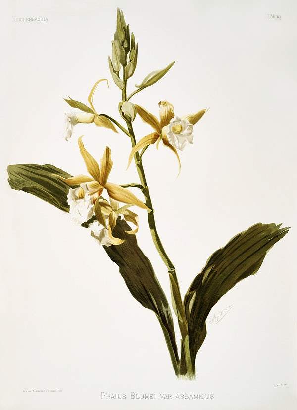 Phaius blumei var assamicus by Frederick Sander