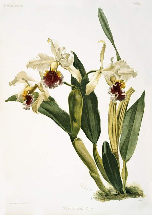 Cattleya rex from Reichenbachia by Frederick Sander