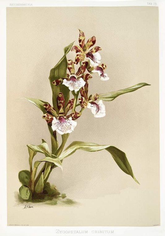 Zygopetalum crinitum (1888-1894) illustrated by Frederick Sander