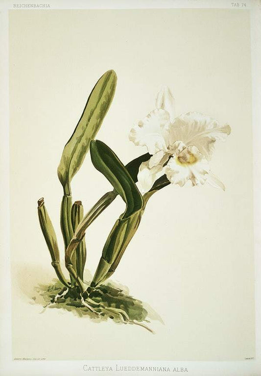 Cattleya lueddemanniana alba by Frederick Sander