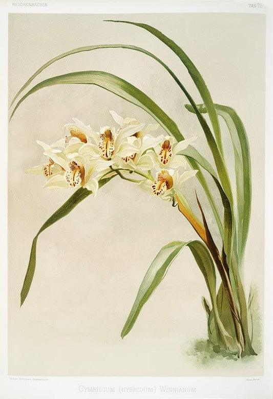 Cymbidium (hybridum) winnianum by Frederick Sander