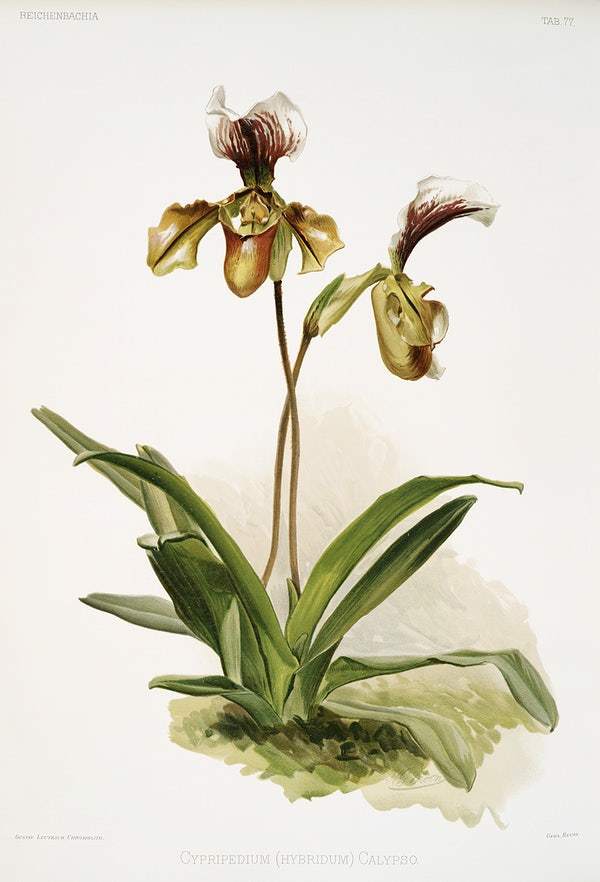 Cypripedium (hybridum) calypso by Frederick Sander