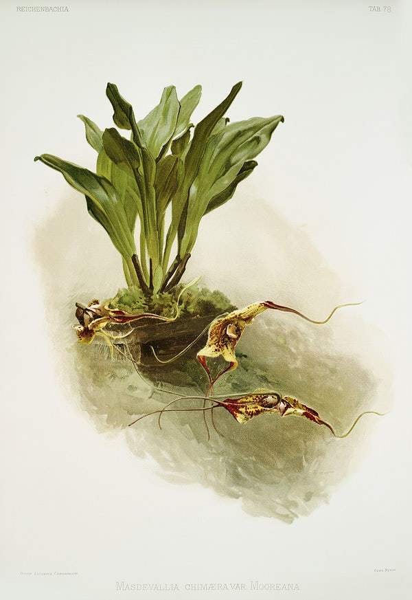 Masdevallia chimæra var mooreana by Frederick Sander