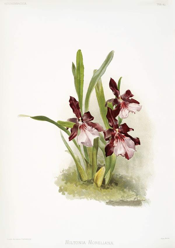 Miltonia moreliana by Frederick Sander