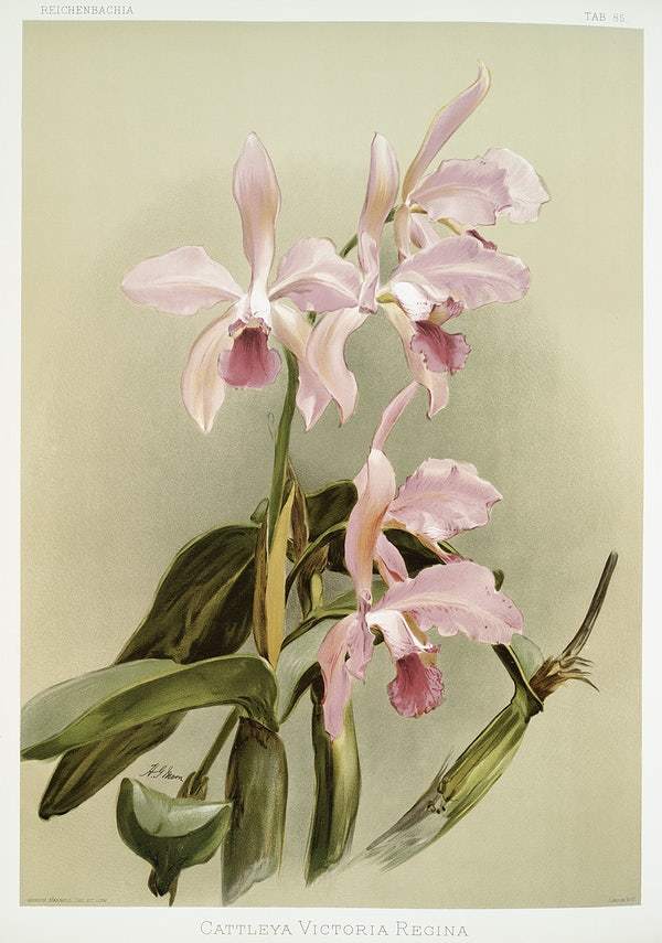 Cattleya victoria regina by Frederick Sander