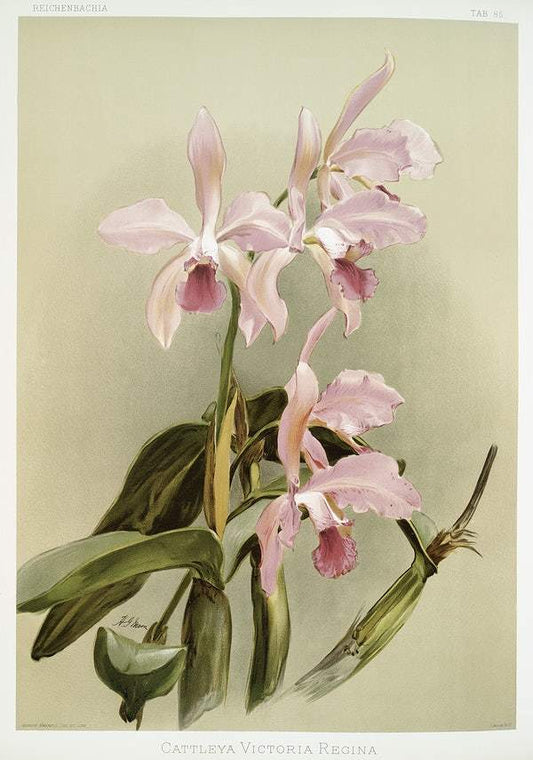 Cattleya victoria regina by Frederick Sander