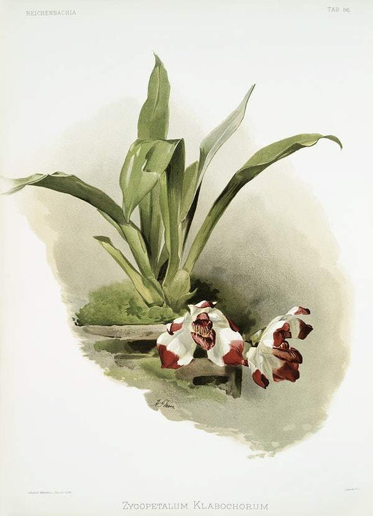 Zygopetalum klabochorum by Frederick Sander