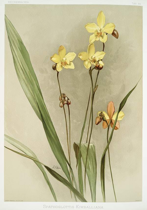 Kimball's Spathoglottis by Frederick Sander