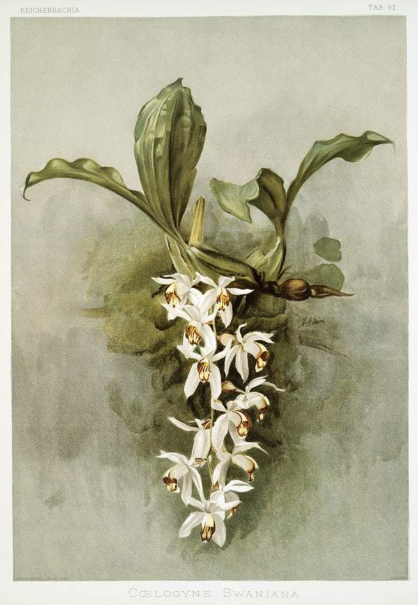 Swain's Coelogyne by Frederick Sander