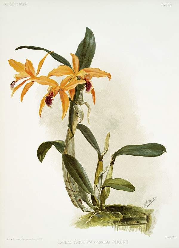 Hybrid of laelia and cattleya species by Frederick Sander