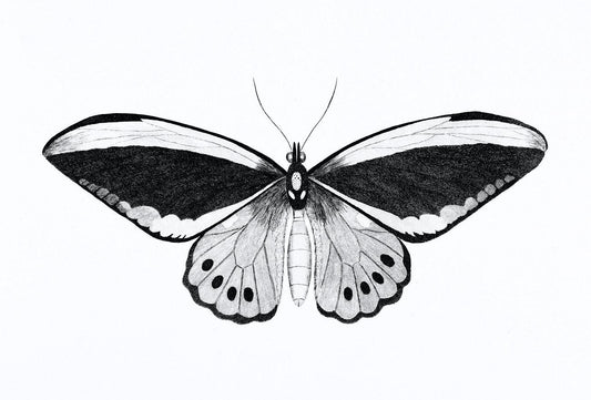 Illustration of papilio by George Shaw (1751-1813)