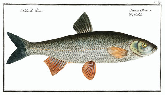 Dobula (Cyprinus Dobula) by Marcus Elieser Bloch (1785–1797)