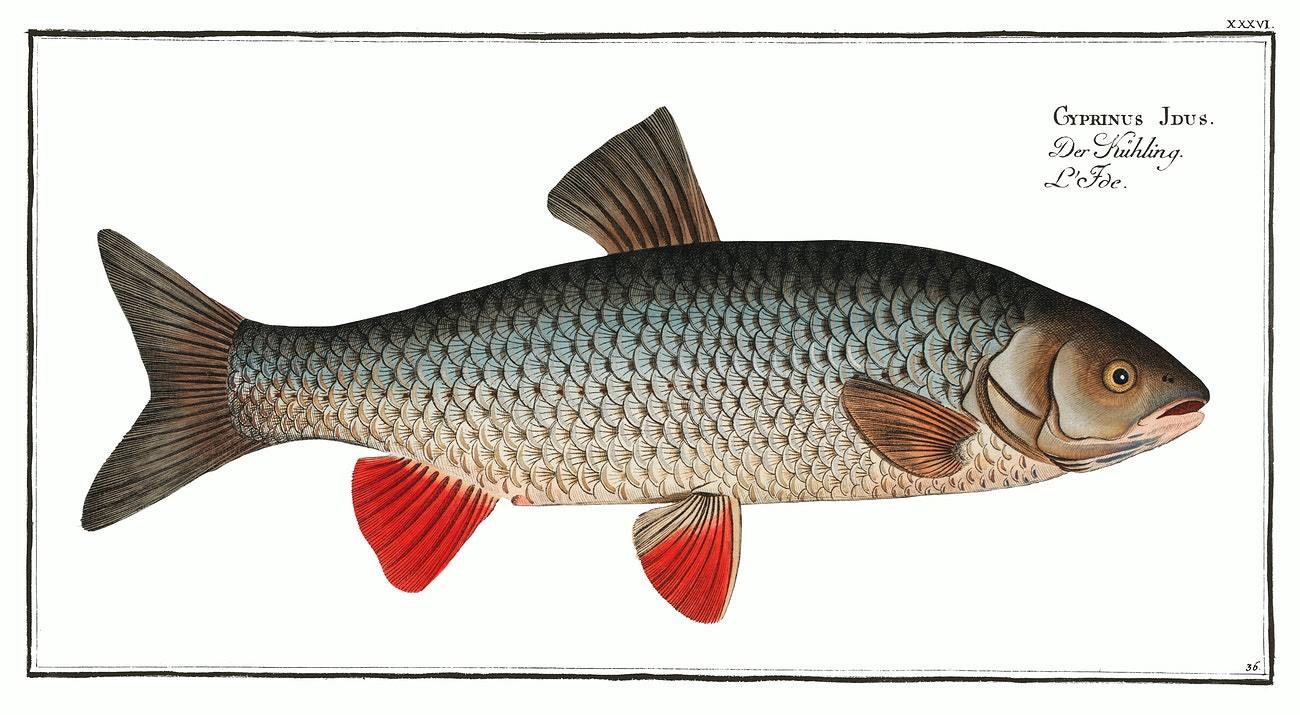 Idus-Carp by Marcus Elieser Bloch (1785–1797)