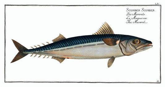 Mackrel (Scomber Scomber) by Marcus Elieser Bloch (1785–1797)