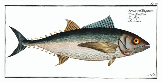 Tunny (Scomber Thynnus) by Marcus Elieser Bloch (1785–1797)