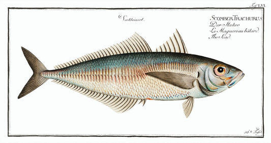 Scad (Scomber Trachurus) by Marcus Elieser Bloch (1785–1797)