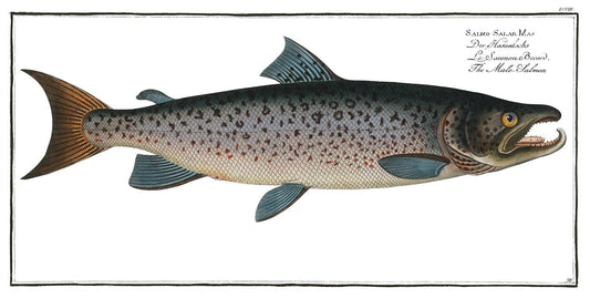 Male-Salmon (Salmo Salar Mas) by Marcus Elieser Bloch (1785–1797)