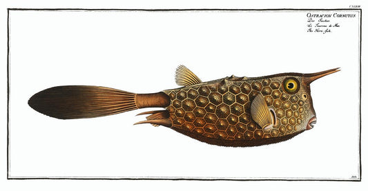 Horn-fish (Ostracion Cornutus) by Marcus Elieser Bloch (1785–1797)