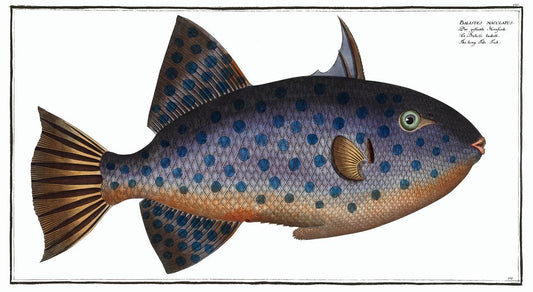 Long File-Fish (Balistes maculatus) by Marcus Elieser Bloch (1785–1797)