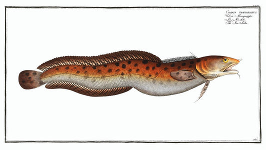 Sea Loche (Gadus tricirratus) by Marcus Elieser Bloch (1785–1797)