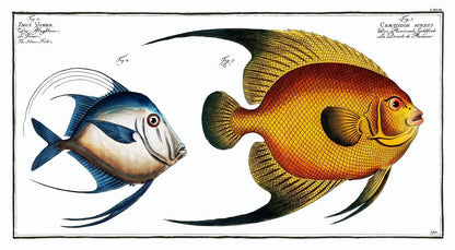 1.Chaetodon aureus 2. Silver Fish by Marcus Elieser Bloch (1785–1797), Hanging Canvas Display