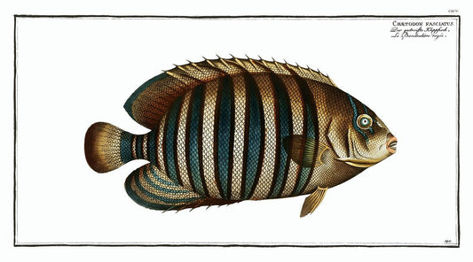 Chaetodon fasciatus by Marcus Elieser Bloch (1785–1797)