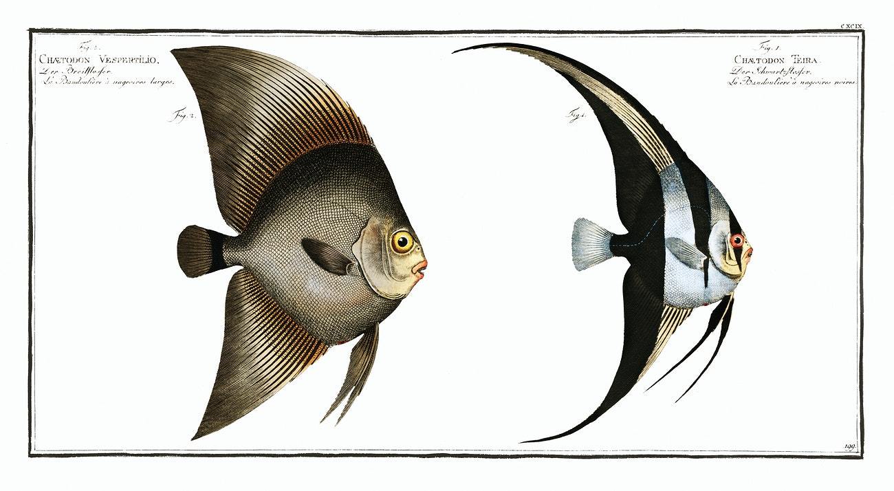 1. Chaetodon Teira 2. Chaetodon Vespertilio by Marcus Elieser Bloch (1785–1797)