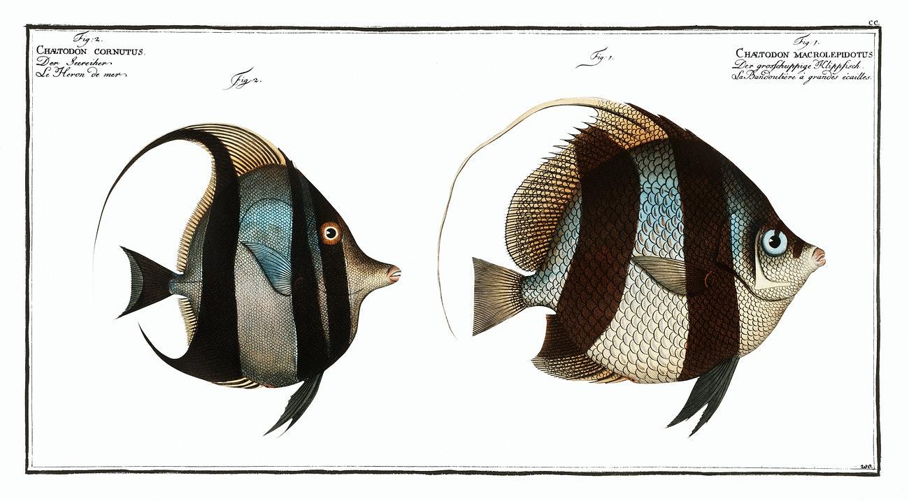 1. Chaetodon macrolepidotus 2. Chaetodon cornutus by Marcus Elieser Bloch (1785–1797)