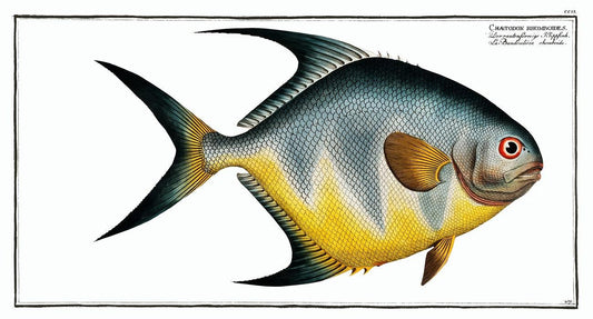 Chaetodon rhomboides by Marcus Elieser Bloch (1785–1797)