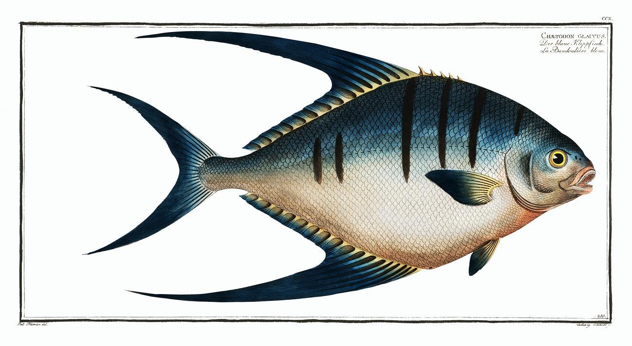 Chaetodon glaucus by Marcus Elieser Bloch (1785–1797)