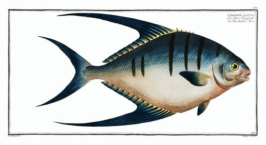 Chaetodon glaucus by Marcus Elieser Bloch (1785–1797)