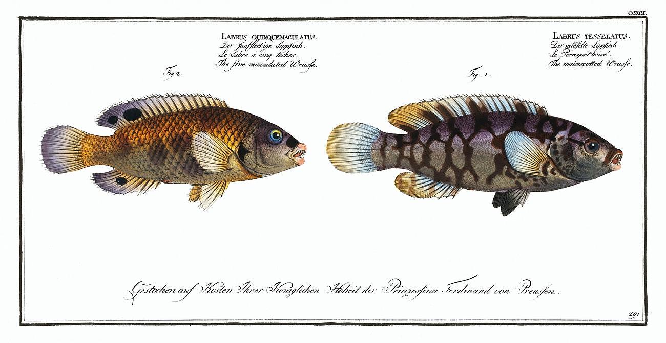 Wrasses by Marcus Elieser Bloch (1785–1797)