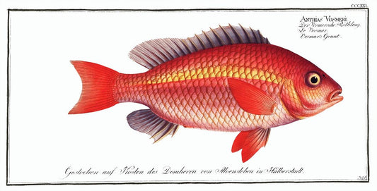 Vosmar's Grunt (Anthias Vosmeri) by Marcus Elieser Bloch (1785–1797)