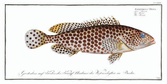 Merra (Epinephelus Merra) by Marcus Elieser Bloch (1785–1797)