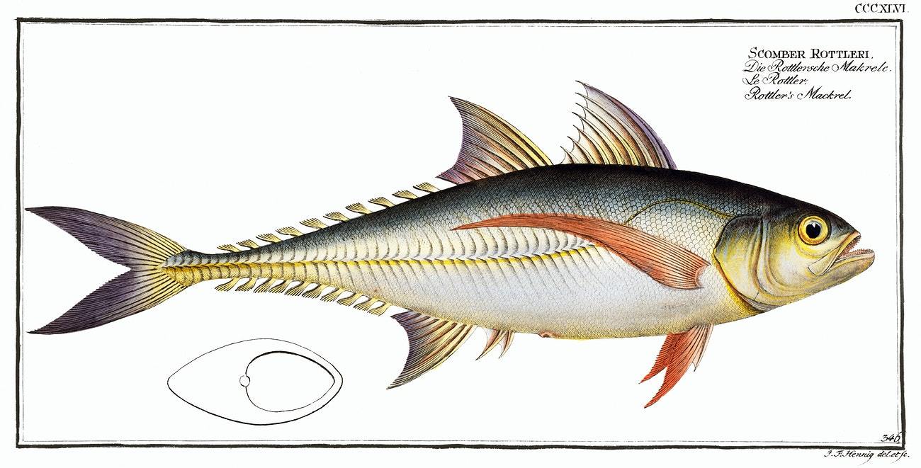 Rottler's Mackrel (Scomber Rottleri) by Marcus Elieser Bloch (1785–1797)