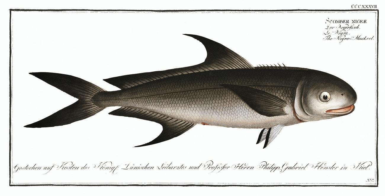 Negro-Mackrel (Scomber niger) by Marcus Elieser Bloch (1785–1797)