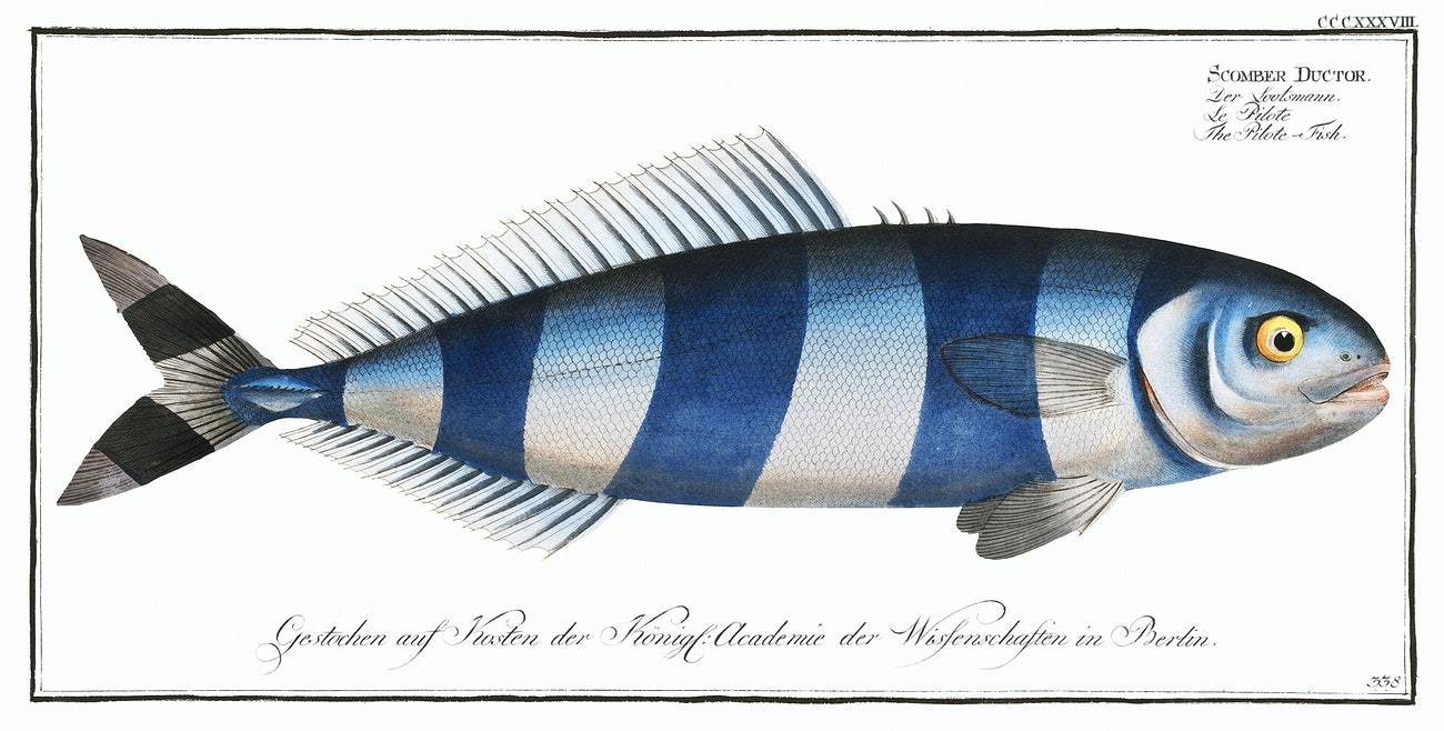 Pilote-Fish by Marcus Elieser Bloch (1785–1797)