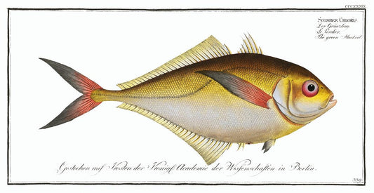 Green Mackrel (Scomber Chloris) by Marcus Elieser Bloch (1785–1797)