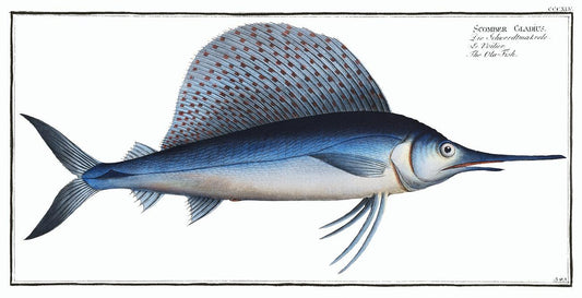 Ola-Fish (Scomber Gladius) by Marcus Elieser Bloch (1785–1797)