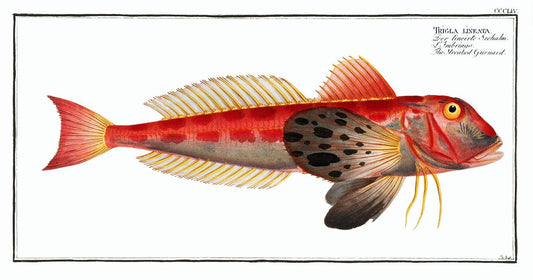 Streaked Gurnard (Trigla lineata) by Marcus Elieser Bloch (1785–1797)