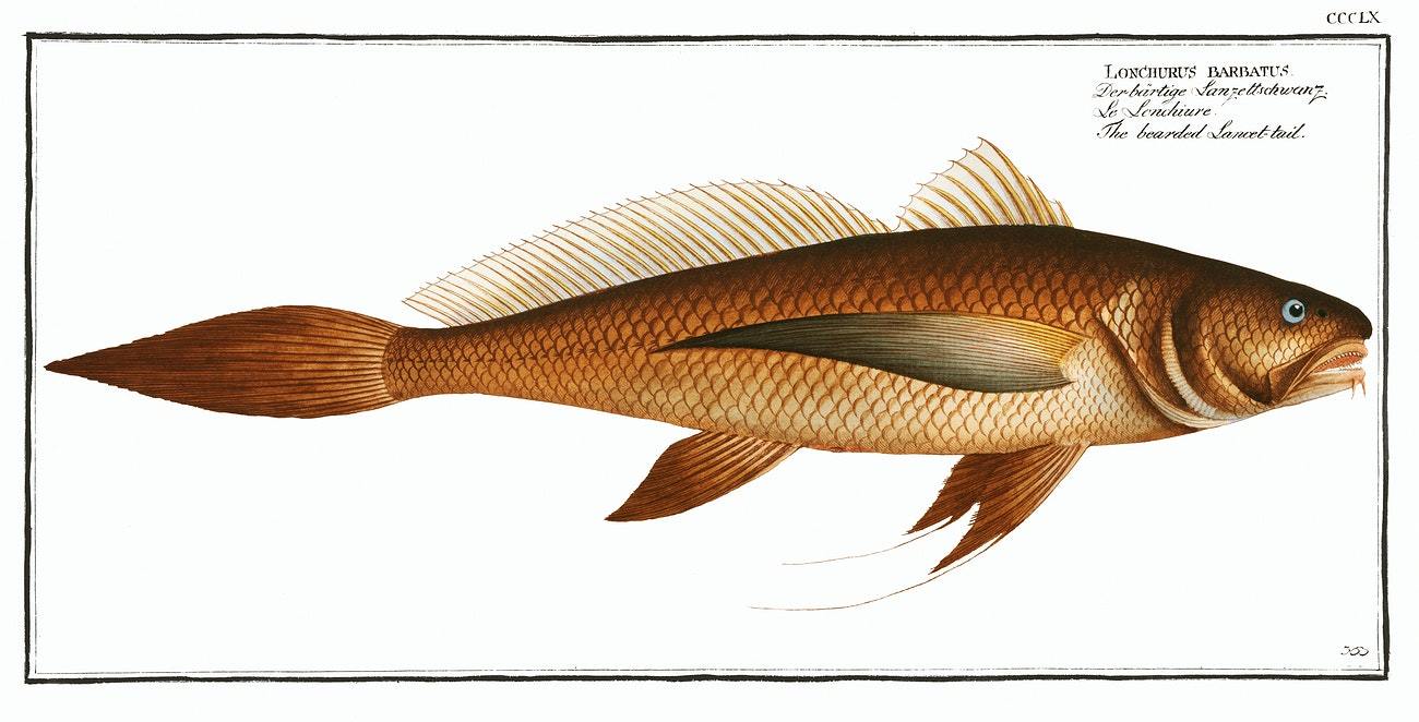 Bearded Lancet-tail (Lonchurus barbatus) by Marcus Elieser Bloch (1785–1797)