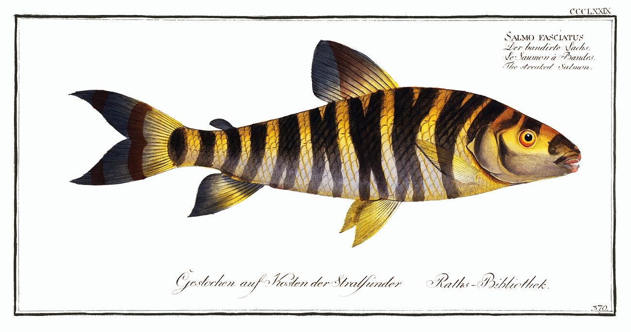 Streaked Salmon (Salmo fasciatus) by Marcus Elieser Bloch (1785–1797)