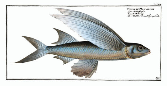 Middle-Pinned Flying-Fish by Marcus Elieser Bloch (1785–1797)