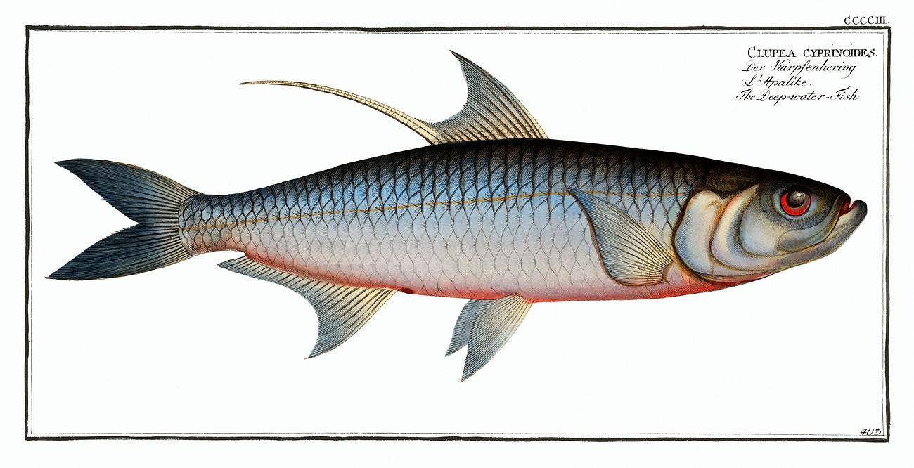 Deep-water Fish by Marcus Elieser Bloch (1785–1797)