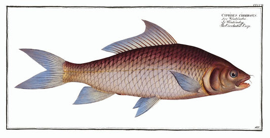 Cirrhated Carp (Cyprinus cirrhosus) by Marcus Elieser Bloch (1785–1797)