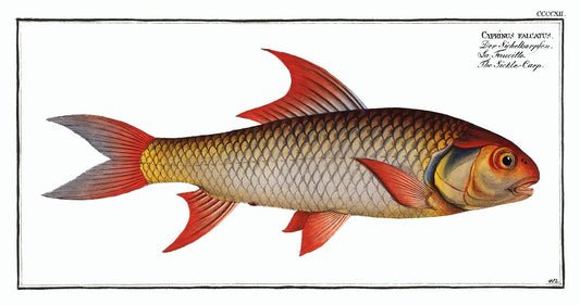 Sickle-Carp (Cyprinus falcatus) by Marcus Elieser Bloch (1785–1797)