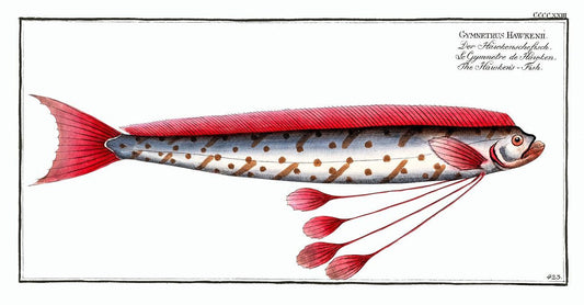 Hawken's-Fish (Gymnetrus Hawkenii) by Marcus Elieser Bloch (1785–1797)