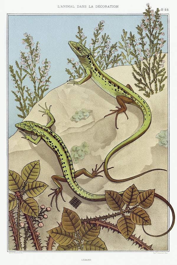 Lizards (1897) illustrated by Maurice Pillard Verneui