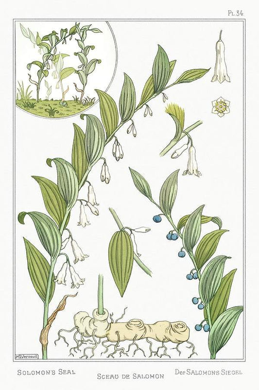 Sceau de Salomon (solomon's seal) (1896) illustrated by Maurice Pillard Verneuil